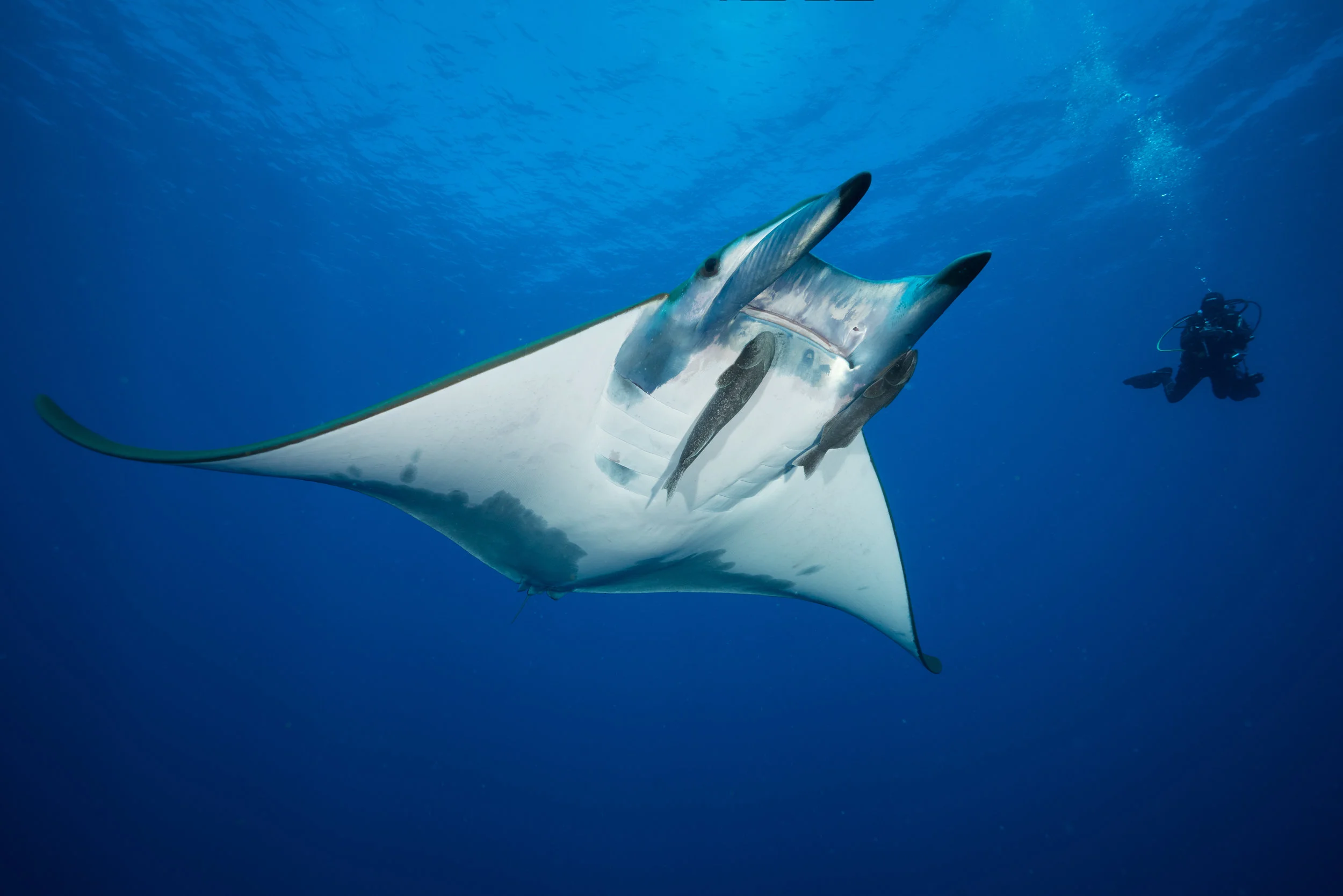 Manta Catalog | Affiliate Project — Manta Trust